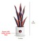 Auburn Tigers Faux Snake Plant and Orchid (2 Pack) - Fan-Favorite Gift Bundle